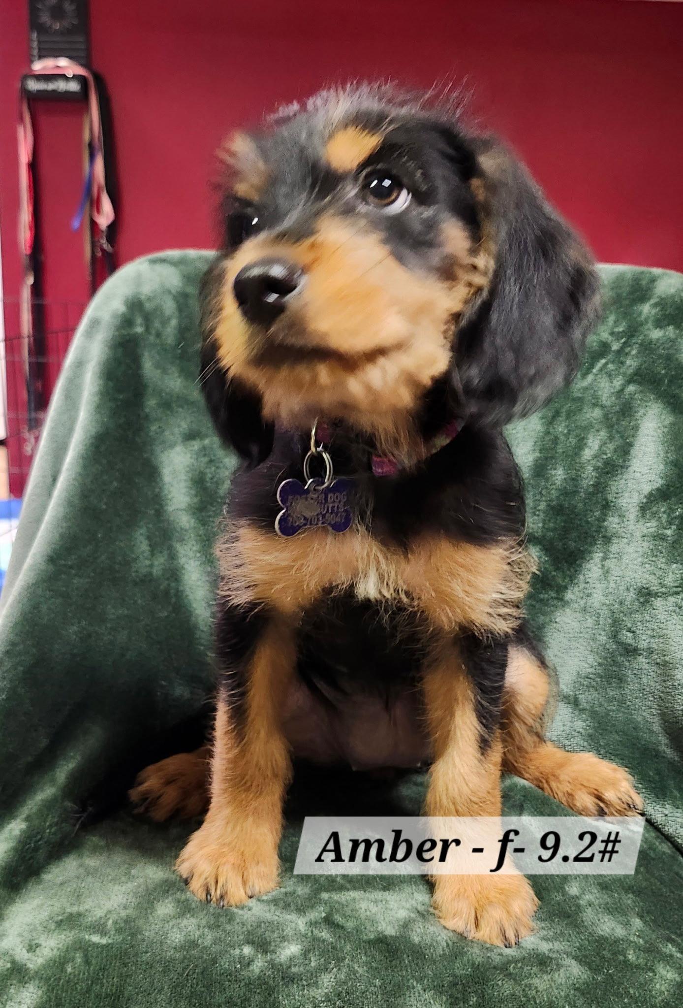 Amber, Adoptable, Puppy Female Beagle & Poodle.