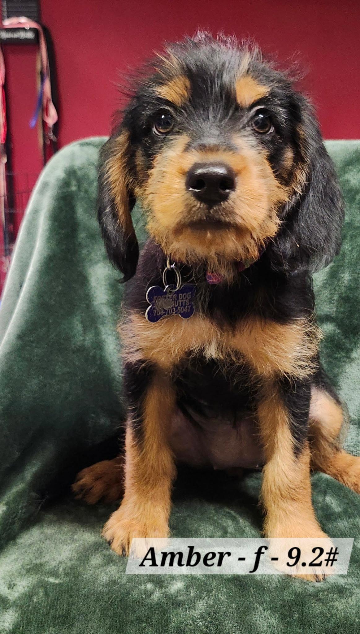 Amber, a Adoptable mixed breed in Hillside, IL image 2/2