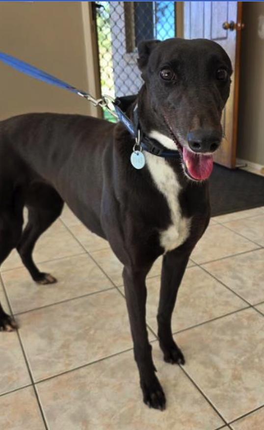 Enlarge Keiki (Molly), a ADOPTABLE Greyhound in Tarpon Springs, FL image 4/5