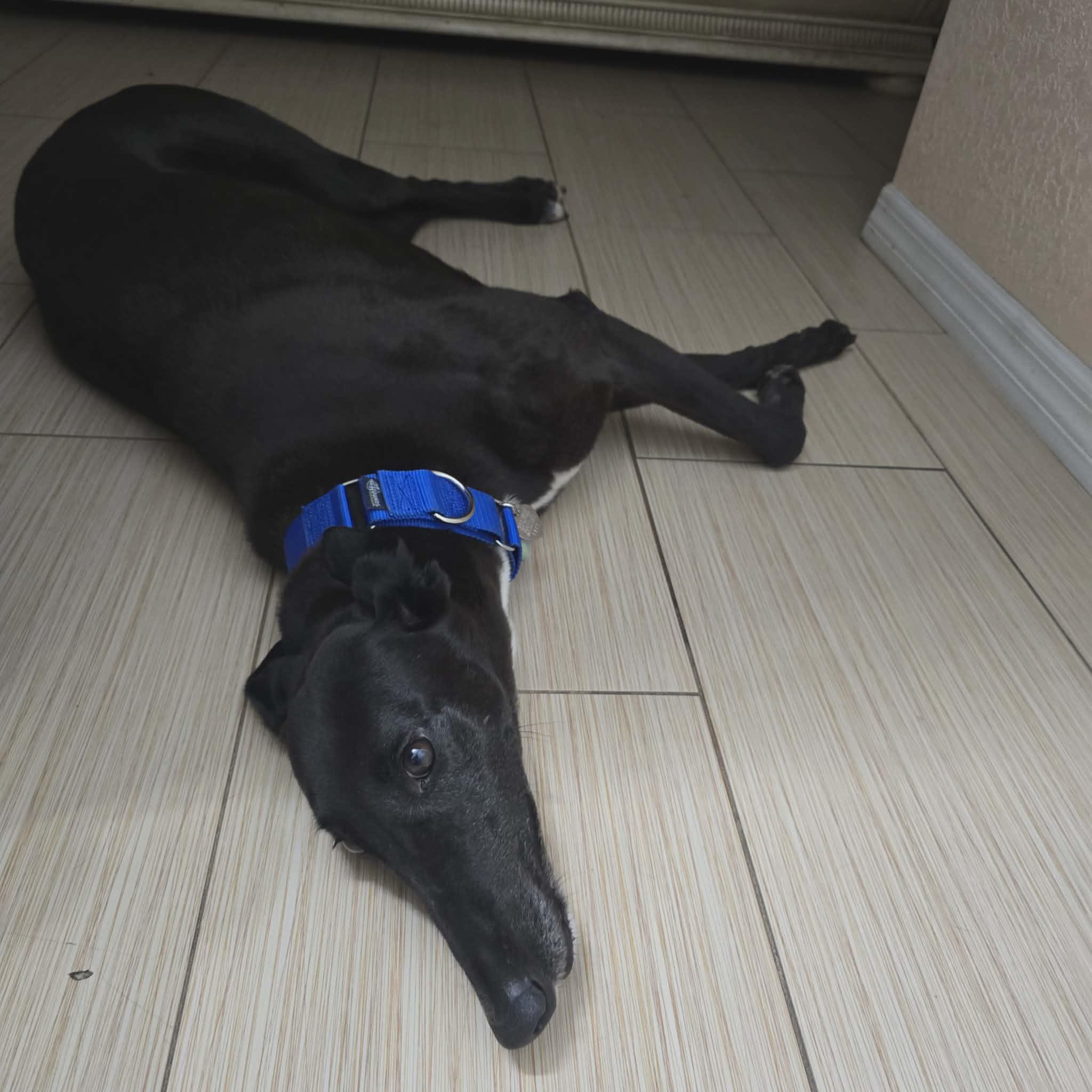 Enlarge Keiki (Molly), a ADOPTABLE Greyhound in Tarpon Springs, FL image 5/5