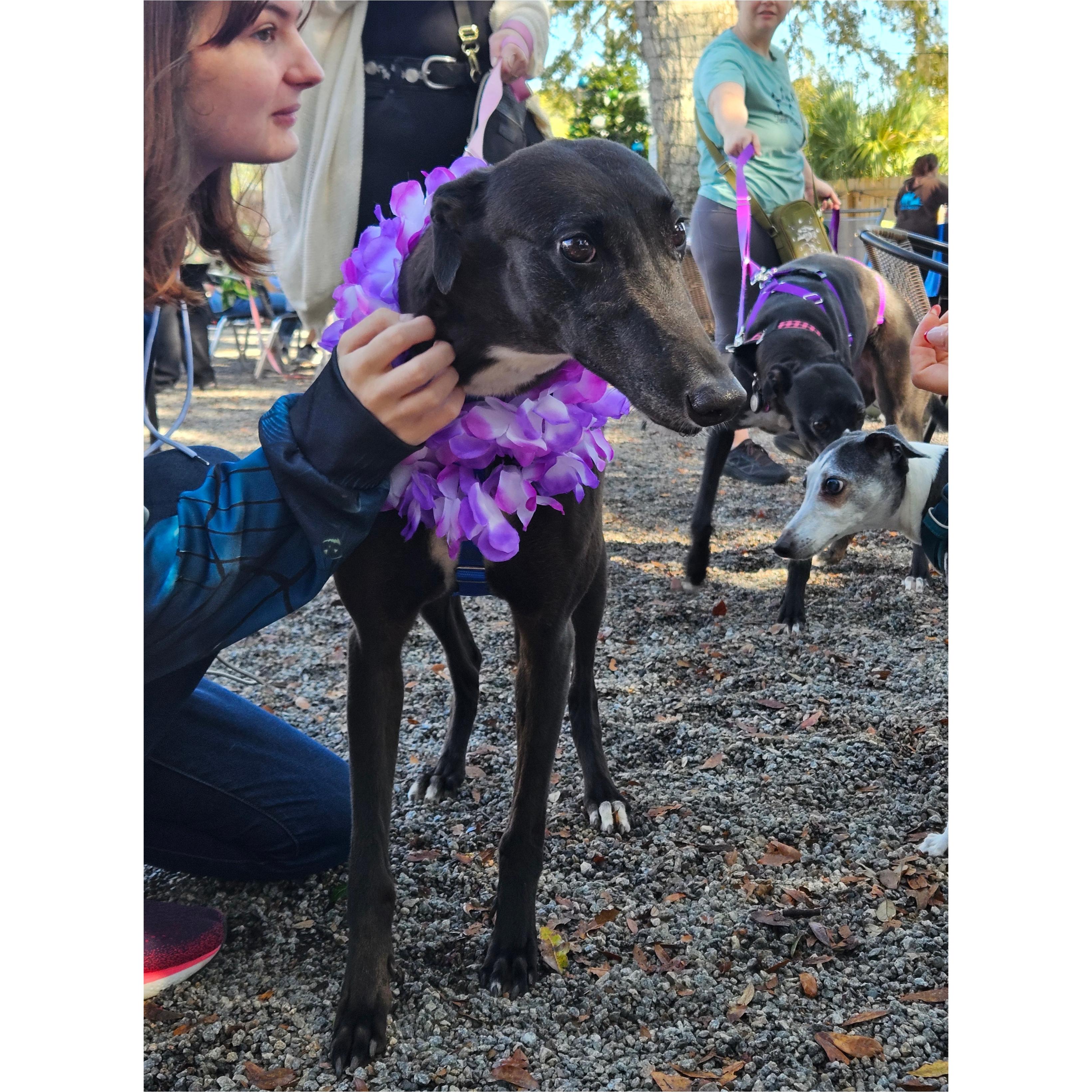 Enlarge Keiki (Molly), a ADOPTABLE Greyhound in Tarpon Springs, FL image 2/5