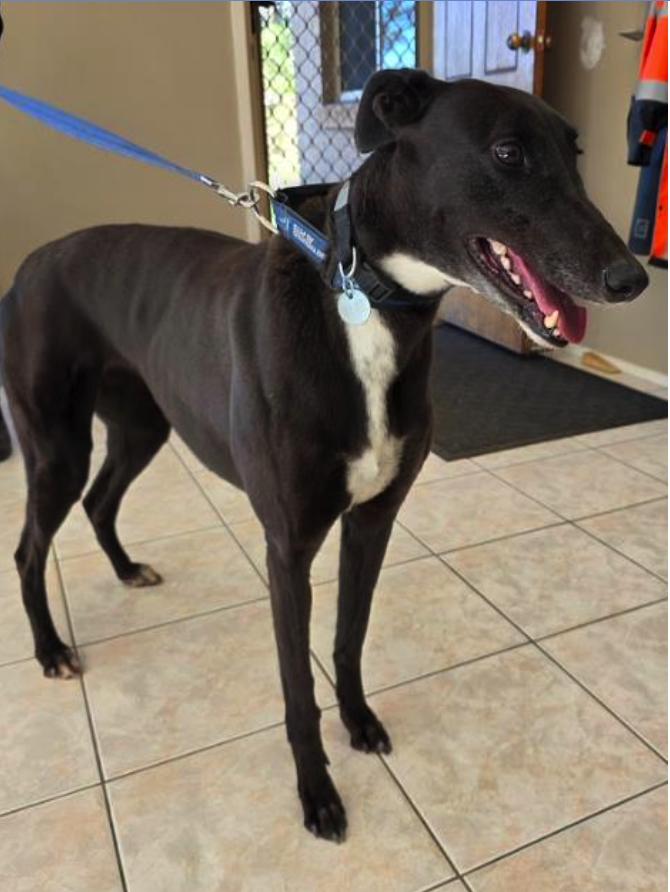 Enlarge Keiki (Molly), a ADOPTABLE Greyhound in Tarpon Springs, FL image 3/5