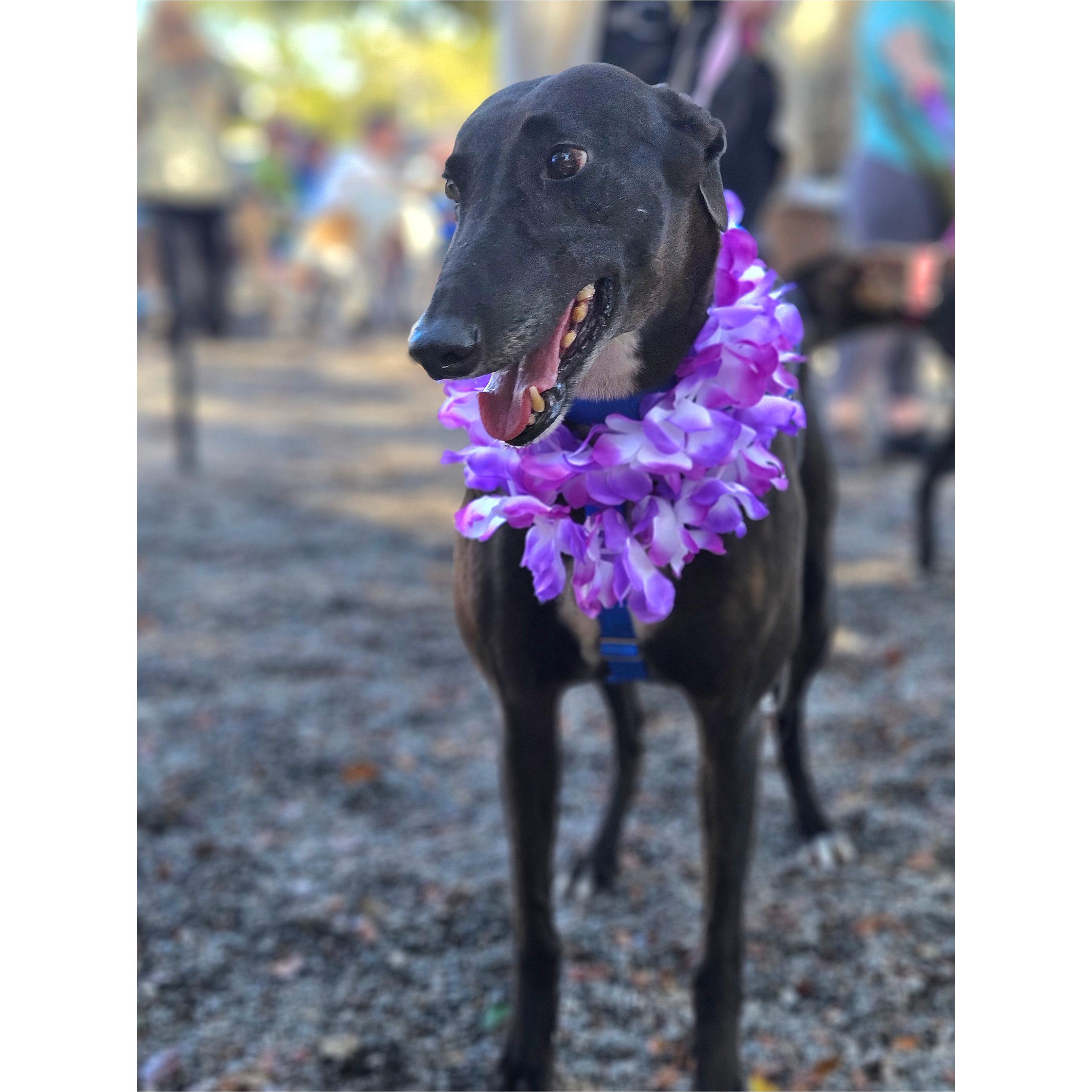 Keiki (Molly), ADOPTABLE, Adult Female Greyhound.