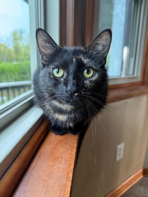 Enlarge Rafaela, a Adoptable Domestic Short Hair in Rochester, NY image 1/3