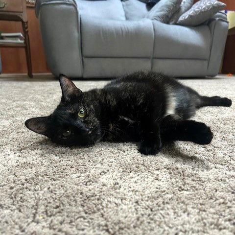 Enlarge Rafaela, a Adoptable Domestic Short Hair in Rochester, NY image 2/3