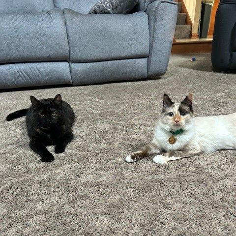 Enlarge Rafaela, a Adoptable Domestic Short Hair in Rochester, NY image 3/3