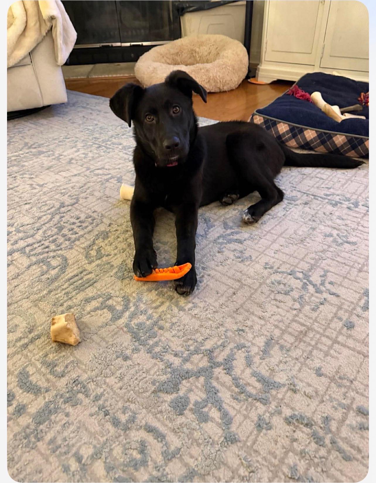 Enlarge Fancy, a ADOPTABLE mixed breed in Cedarburg, WI image 4/4