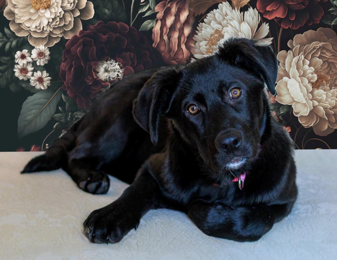 Enlarge Fancy, a ADOPTABLE mixed breed in Cedarburg, WI image 1/4