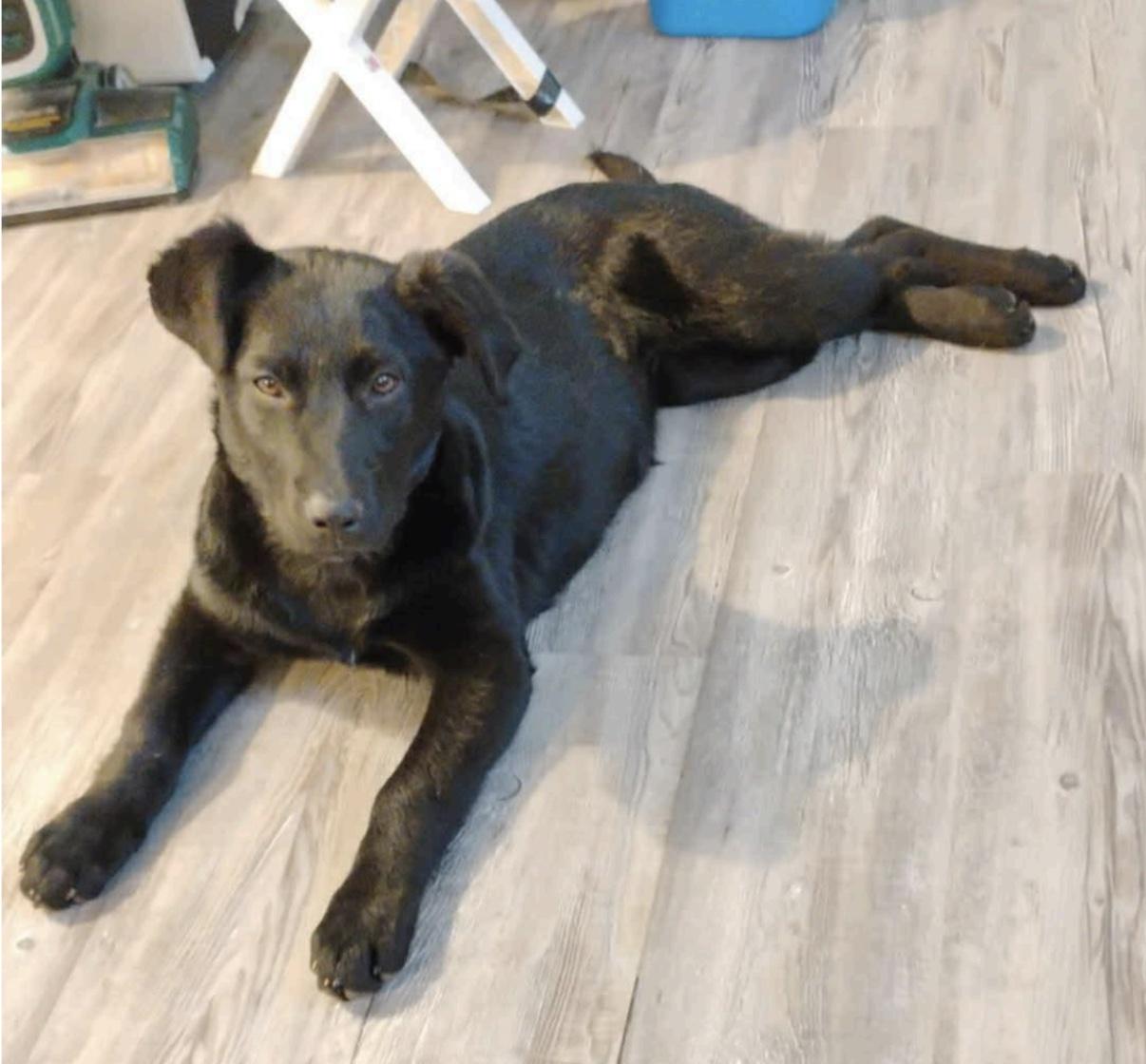 Enlarge Fancy, a ADOPTABLE mixed breed in Cedarburg, WI image 2/4