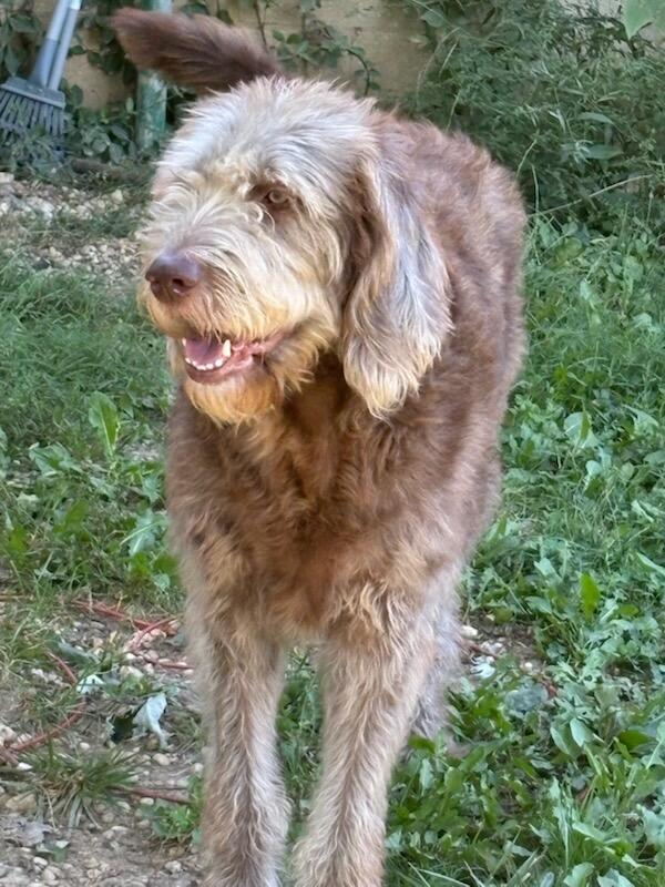 Kona Doodle, an adoptable Labradoodle in Brookville, OH, 45309 | Photo Image 1