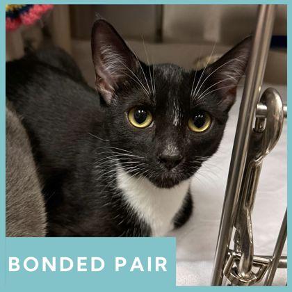 Enlarge Timber, a ADOPTABLE Domestic Short Hair in Missoula, MT image 1/1