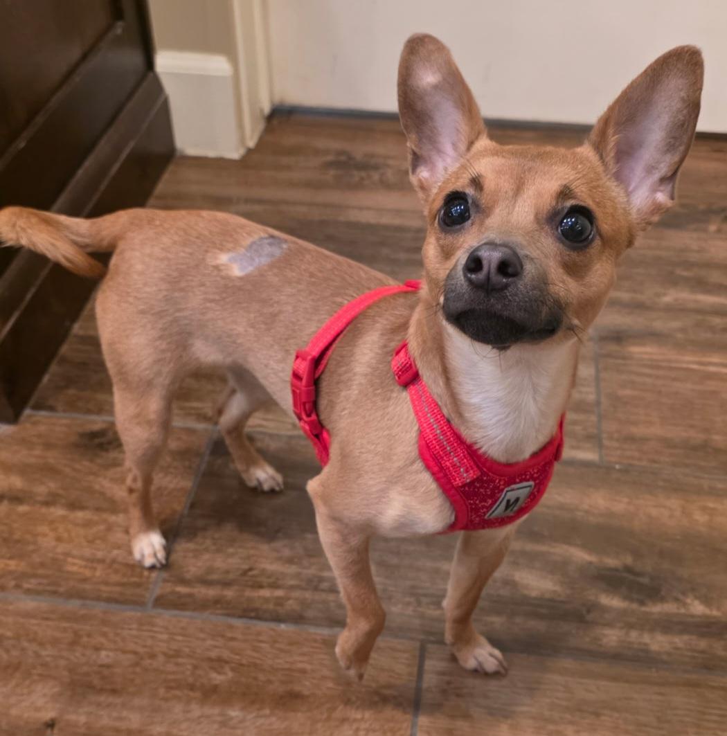 Lulu, an adopted mixed breed in La Verkin, UT image 2/2