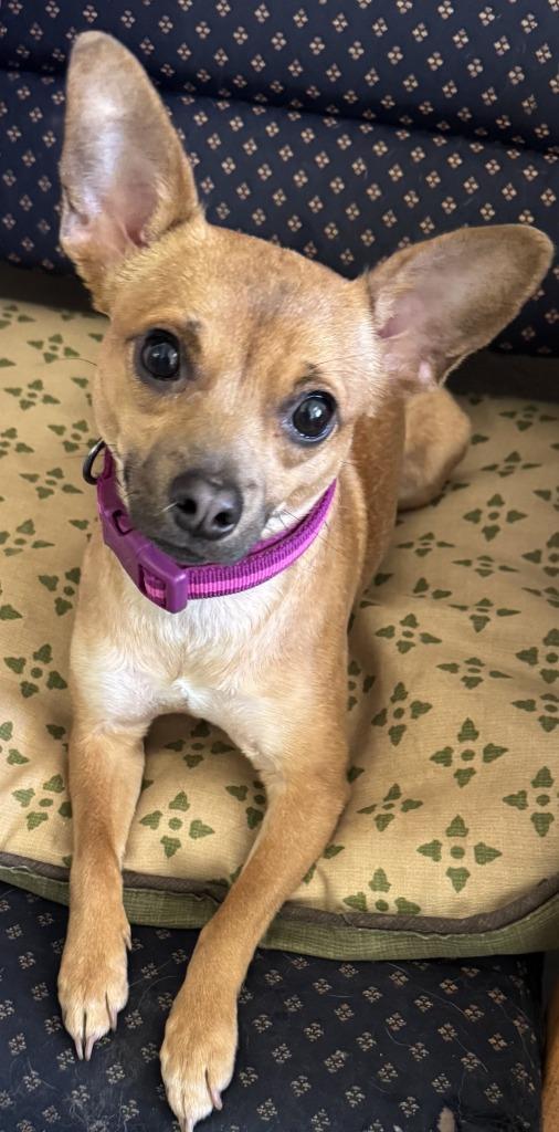 Lulu, adopted, Adult Female Basenji & Miniature Pinscher.