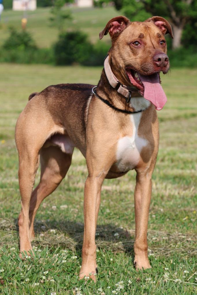 Otis, Adoptable, Adult Male Mixed Breed.