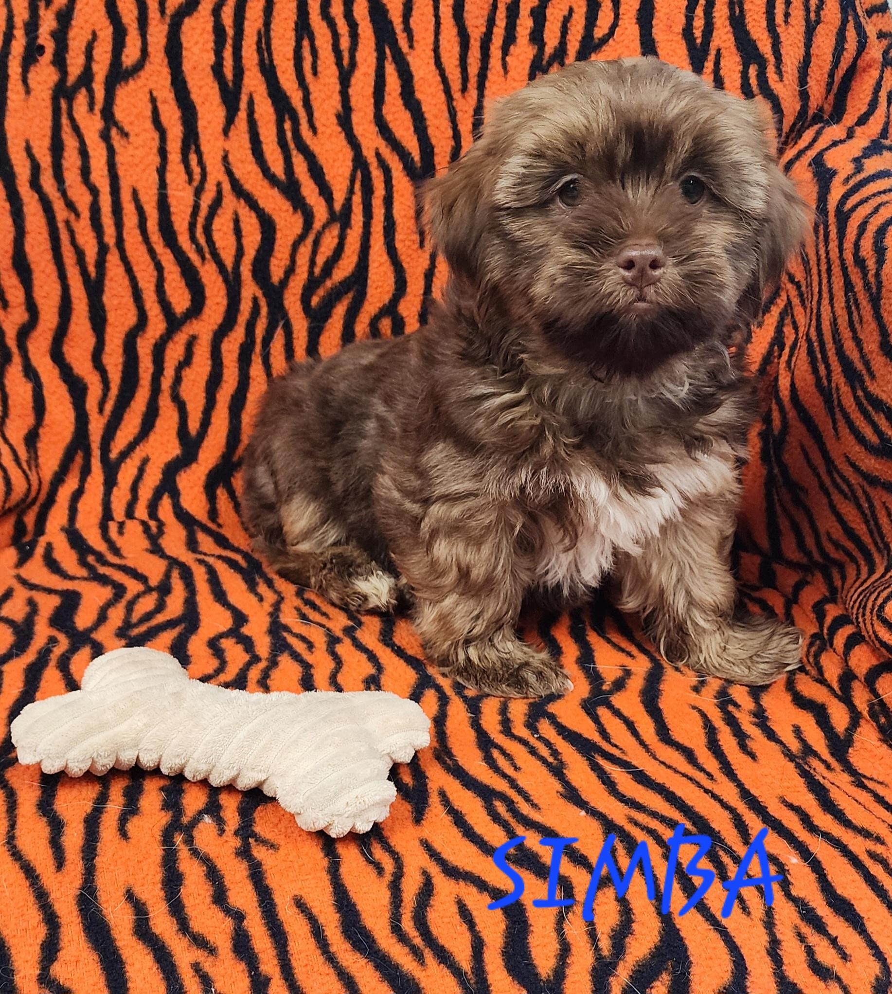Simba