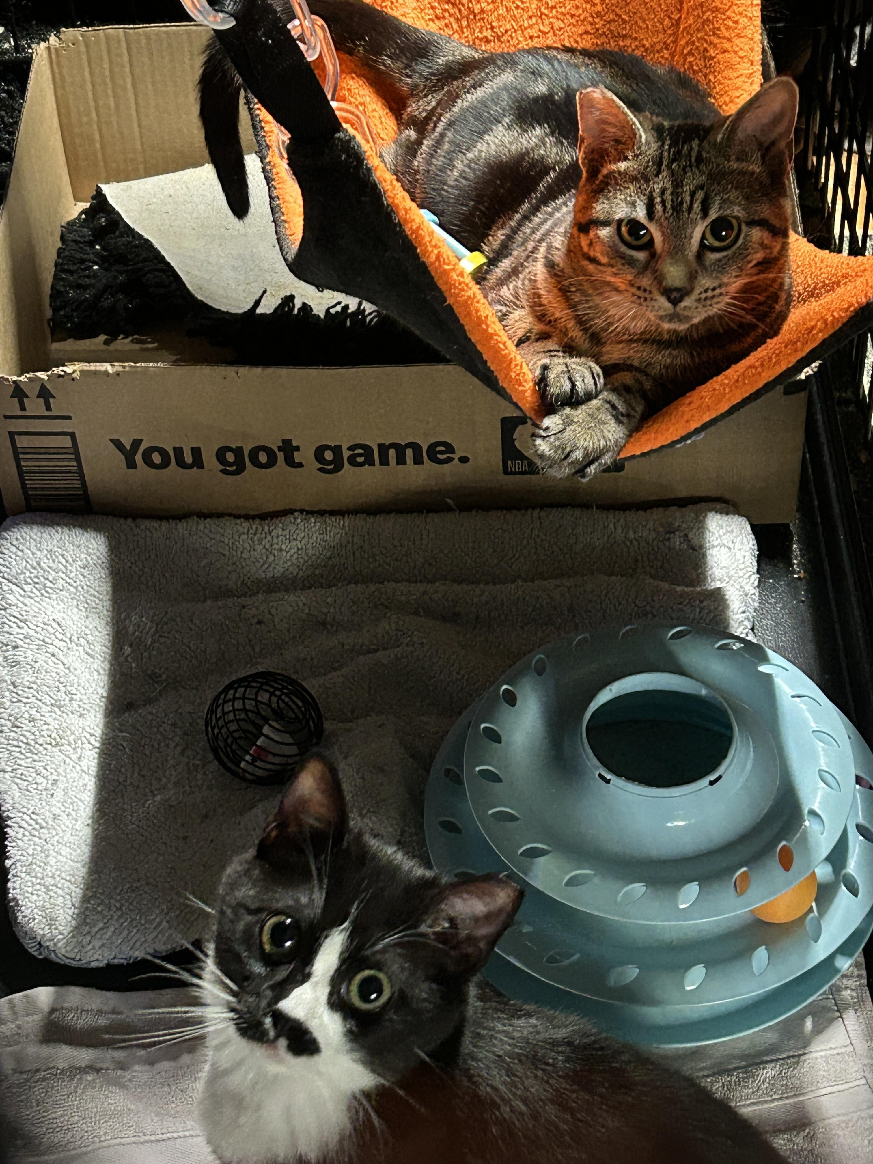 Enlarge Bart and/or Lisa , a ADOPTABLE Domestic Short Hair in Rochester, WA image 2/2