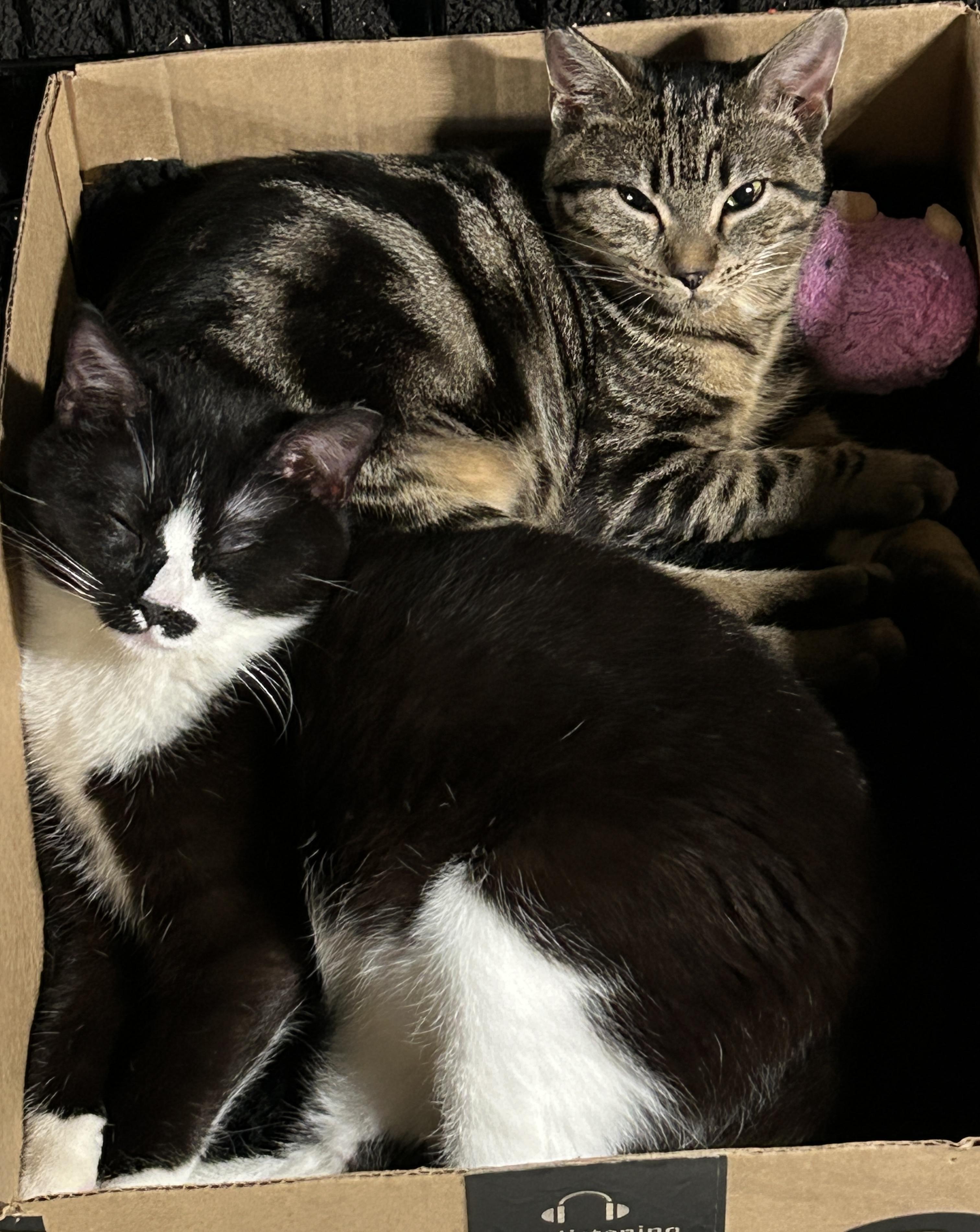 Enlarge Bart and/or Lisa , a ADOPTABLE Domestic Short Hair in Rochester, WA image 1/2