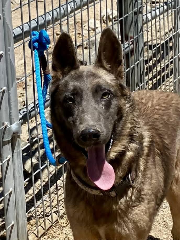 Enlarge Caden, a Adopted Belgian Shepherd / Malinois in Vancouver, WA image 1/1