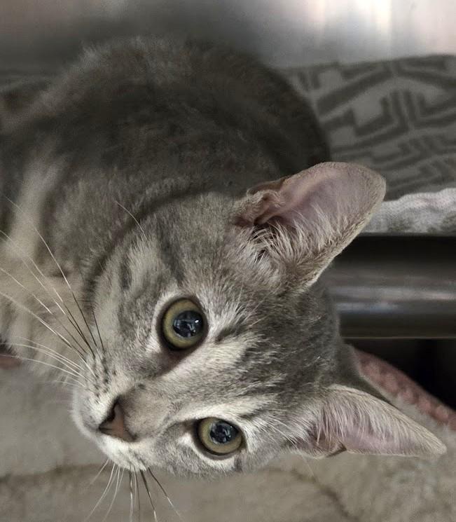 Enlarge Sprout, a Adopted Domestic Short Hair in North Myrtle Beach, SC image 2/3