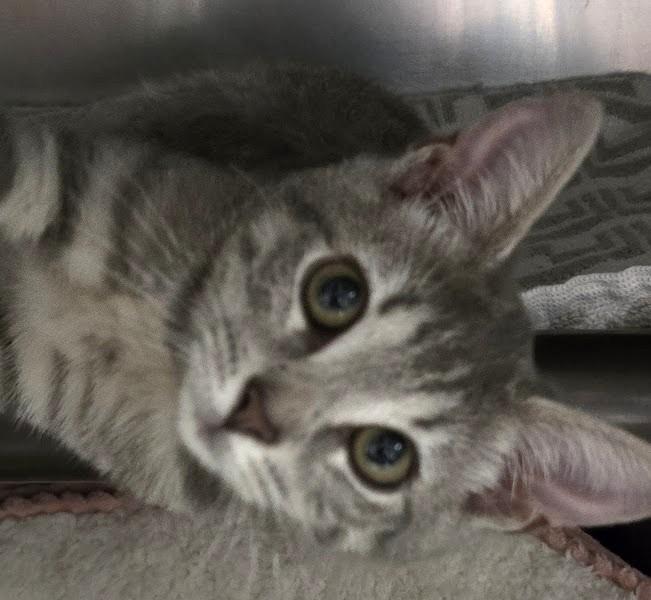 Enlarge Sprout, a Adopted Domestic Short Hair in North Myrtle Beach, SC image 1/3