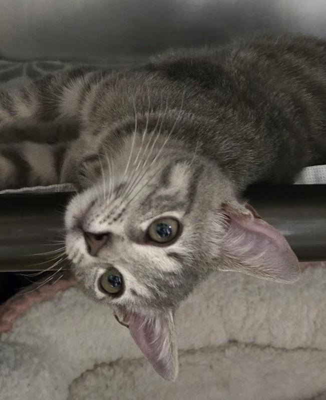 Enlarge Sprout, a Adopted Domestic Short Hair in North Myrtle Beach, SC image 3/3