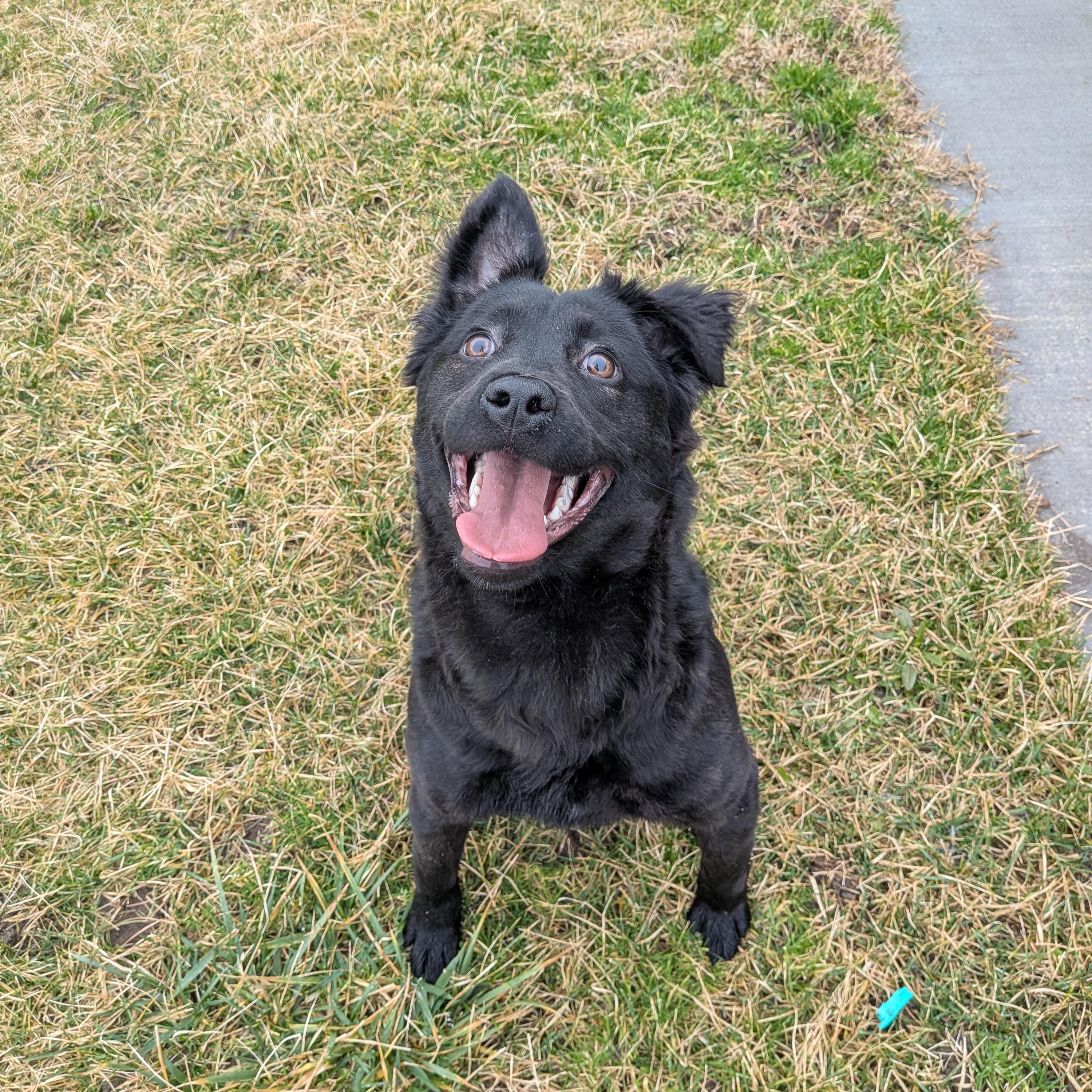Enlarge Mia, a ADOPTABLE mixed breed in Hermiston, OR image 1/5