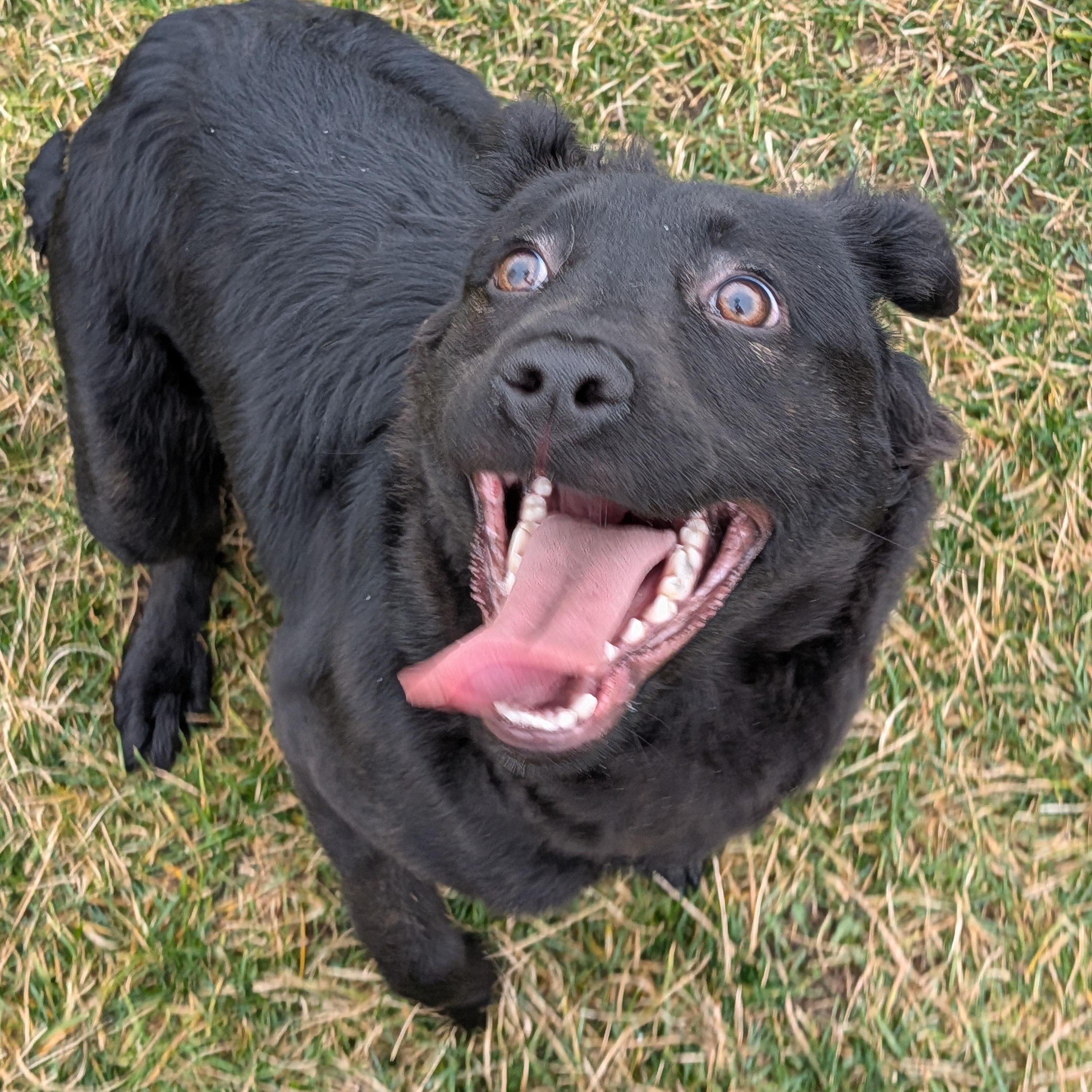 Enlarge Mia, a ADOPTABLE mixed breed in Hermiston, OR image 5/5