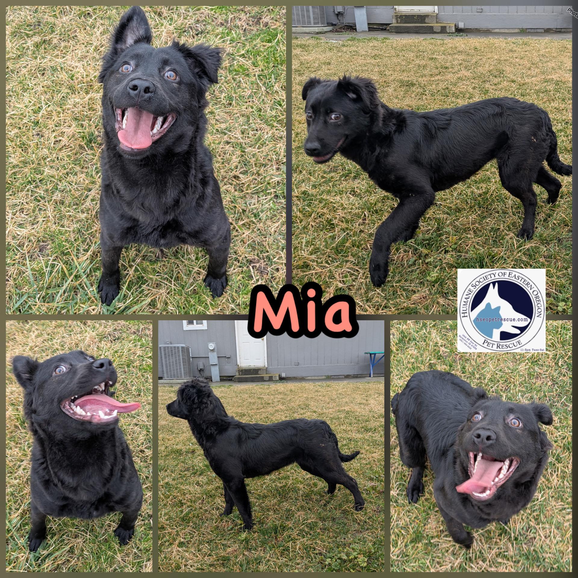 Enlarge Mia, a ADOPTABLE mixed breed in Hermiston, OR image 2/5