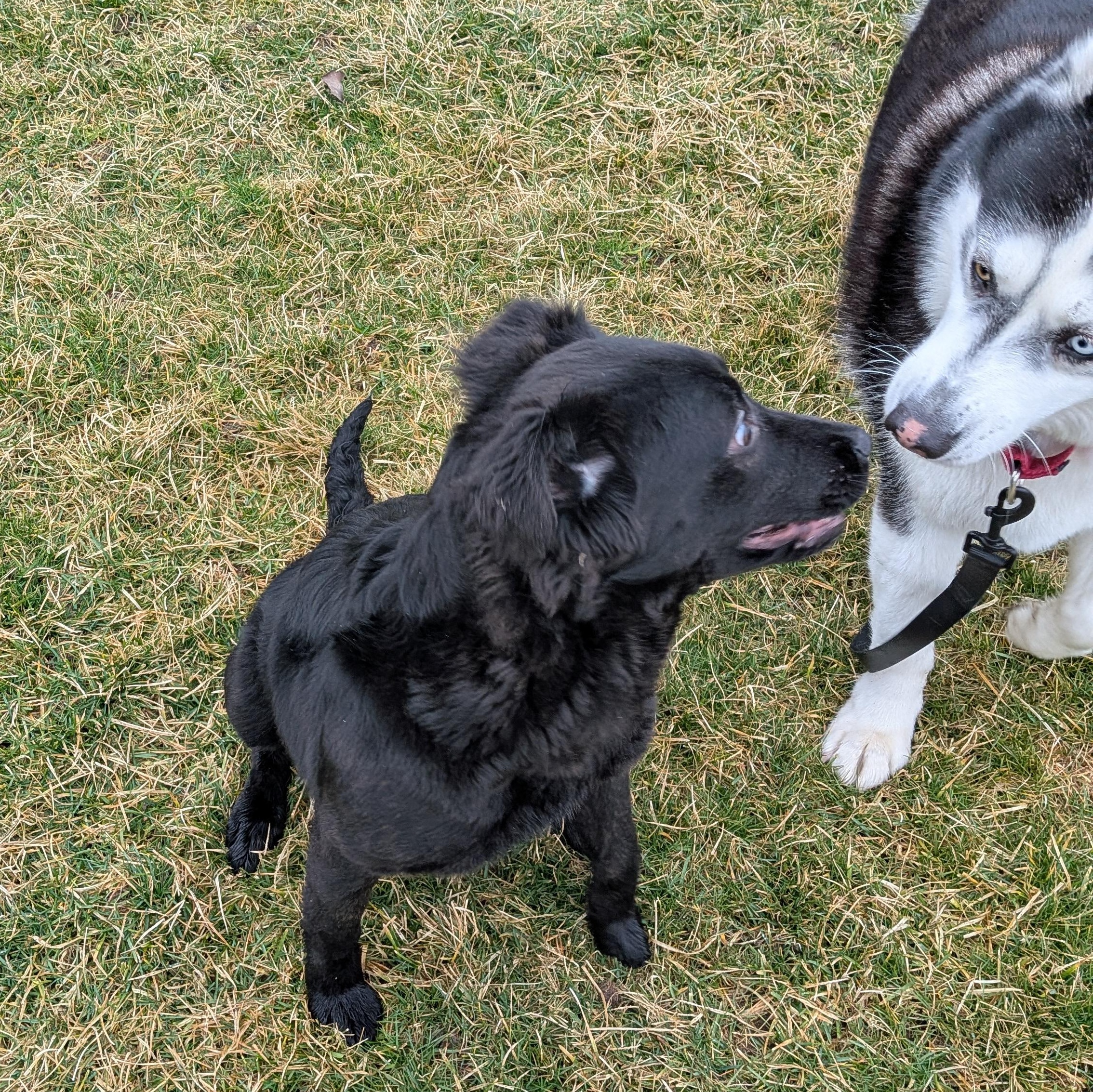 Enlarge Mia, a ADOPTABLE mixed breed in Hermiston, OR image 3/5