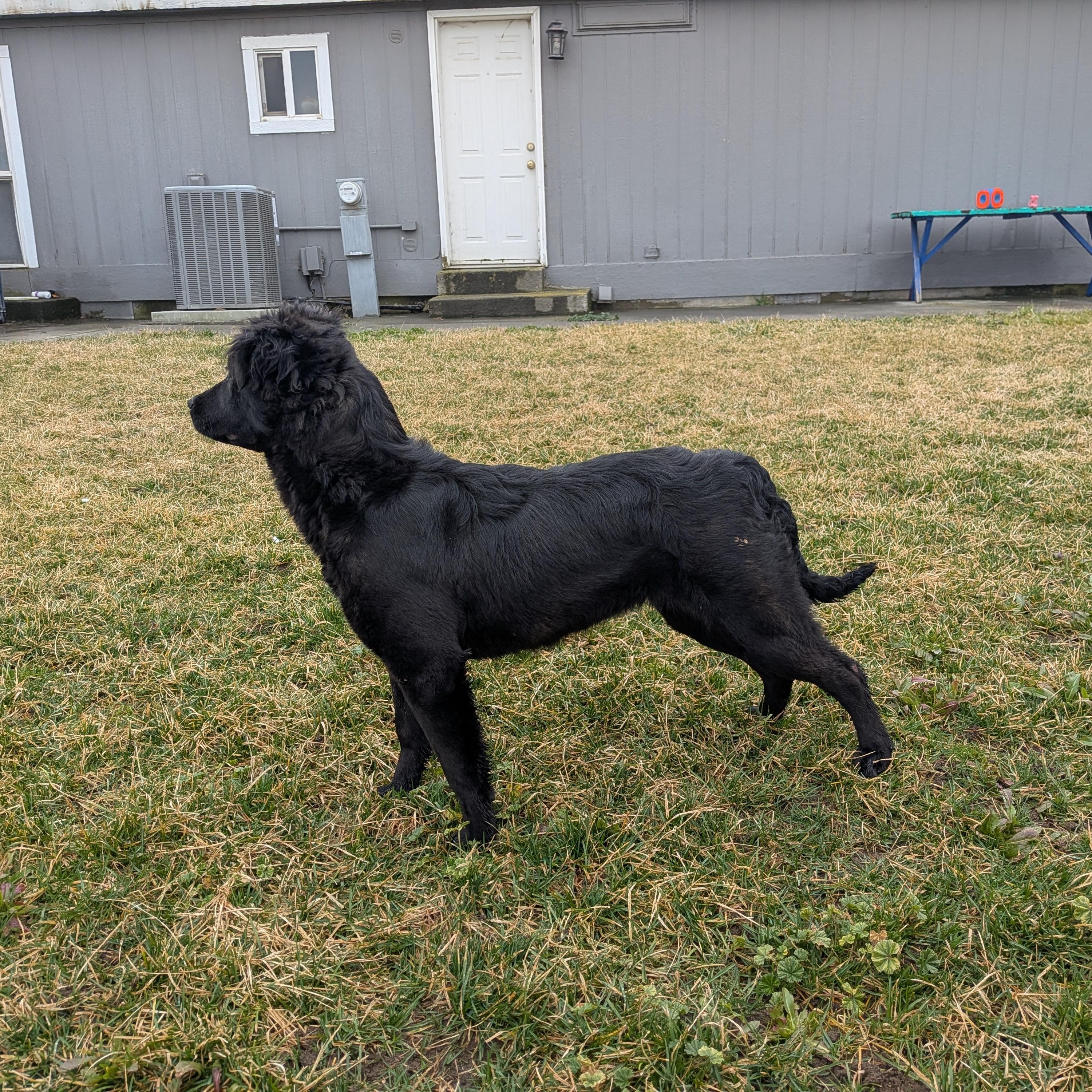 Enlarge Mia, a ADOPTABLE mixed breed in Hermiston, OR image 4/5