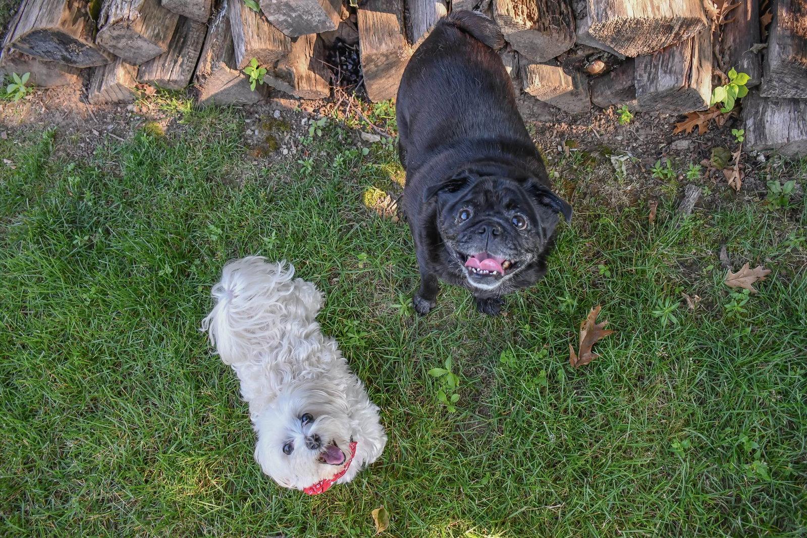 Jewel & Bowie (BONDED PAIR), Adoptable, Adult Female Maltese.