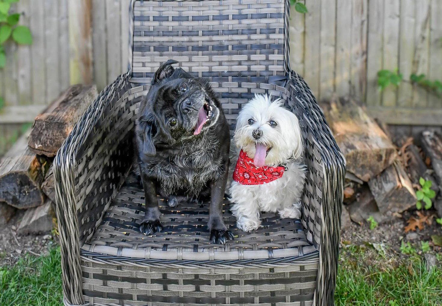 Jewel & Bowie (BONDED PAIR), a Adoptable Maltese in Pelham, MA image 3/3