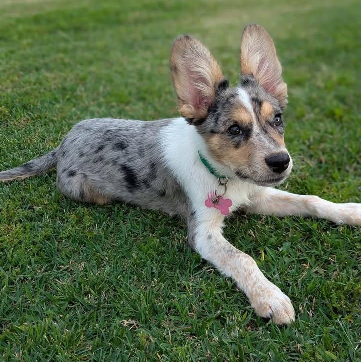 Enlarge Elena (20260416-06), an adopted mixed breed in Niagara on the Lake, ON image 4/5