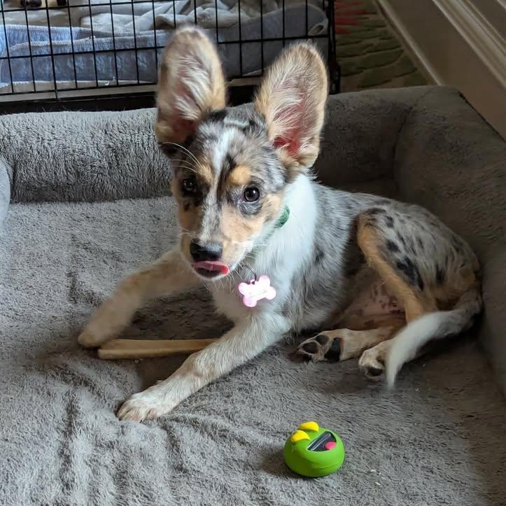 Enlarge Elena (20260416-06), an adopted mixed breed in Niagara on the Lake, ON image 2/5