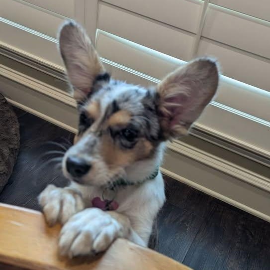 Enlarge Elena (20260416-06), an adopted mixed breed in Niagara on the Lake, ON image 5/5