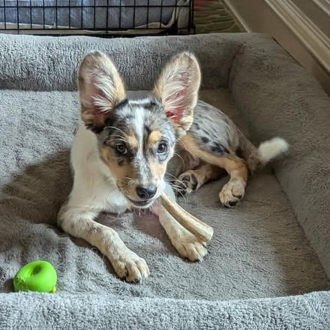 Enlarge Elena (20260416-06), an adopted mixed breed in Niagara on the Lake, ON image 3/5