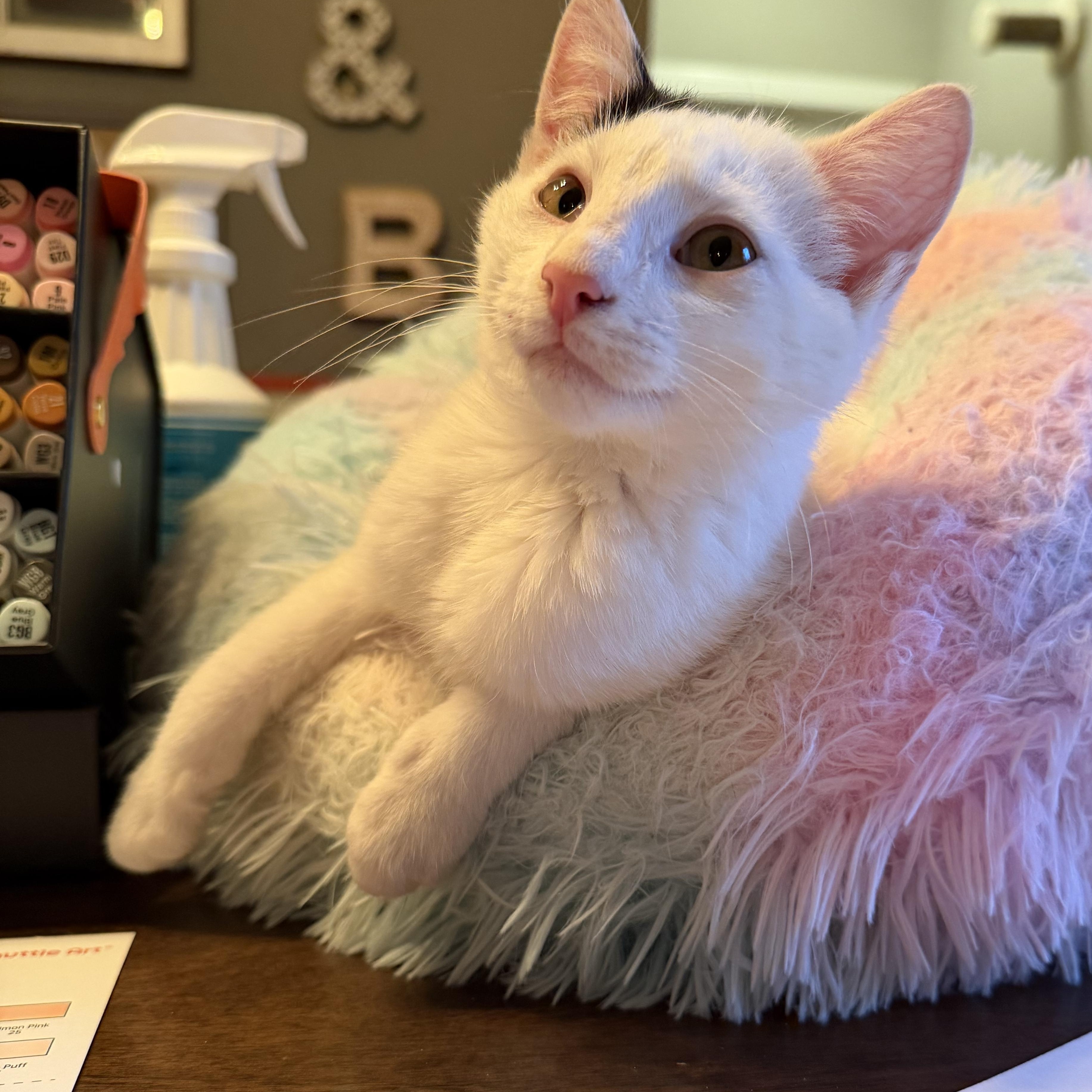 Enlarge Martin, an adopted Domestic Short Hair in New York City, NY image 1/1