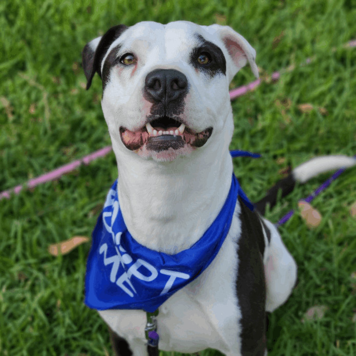 Marshall, Adult Male Dalmatian