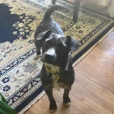 Eggo, an adopted mixed breed in Albany, NY image 1/6