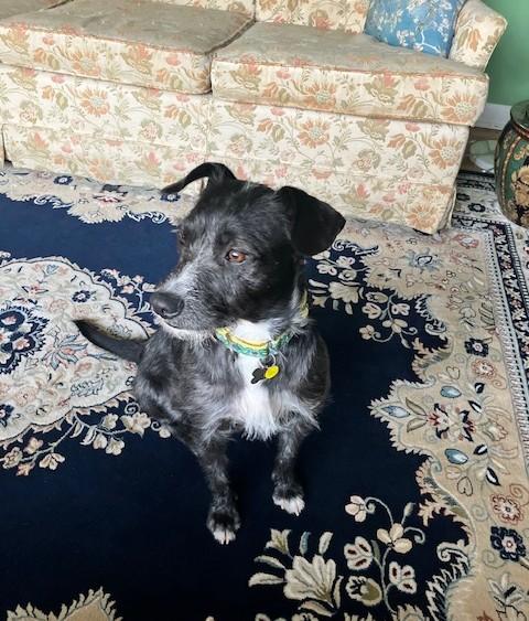 Eggo, an adopted mixed breed in Albany, NY image 4/6