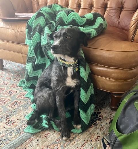 Eggo, an adopted mixed breed in Albany, NY image 5/6