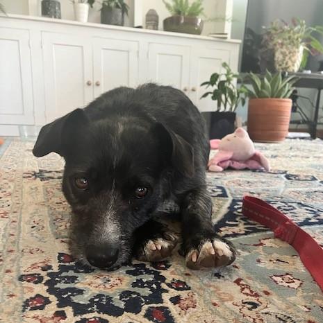 Eggo, an adopted mixed breed in Albany, NY image 3/6