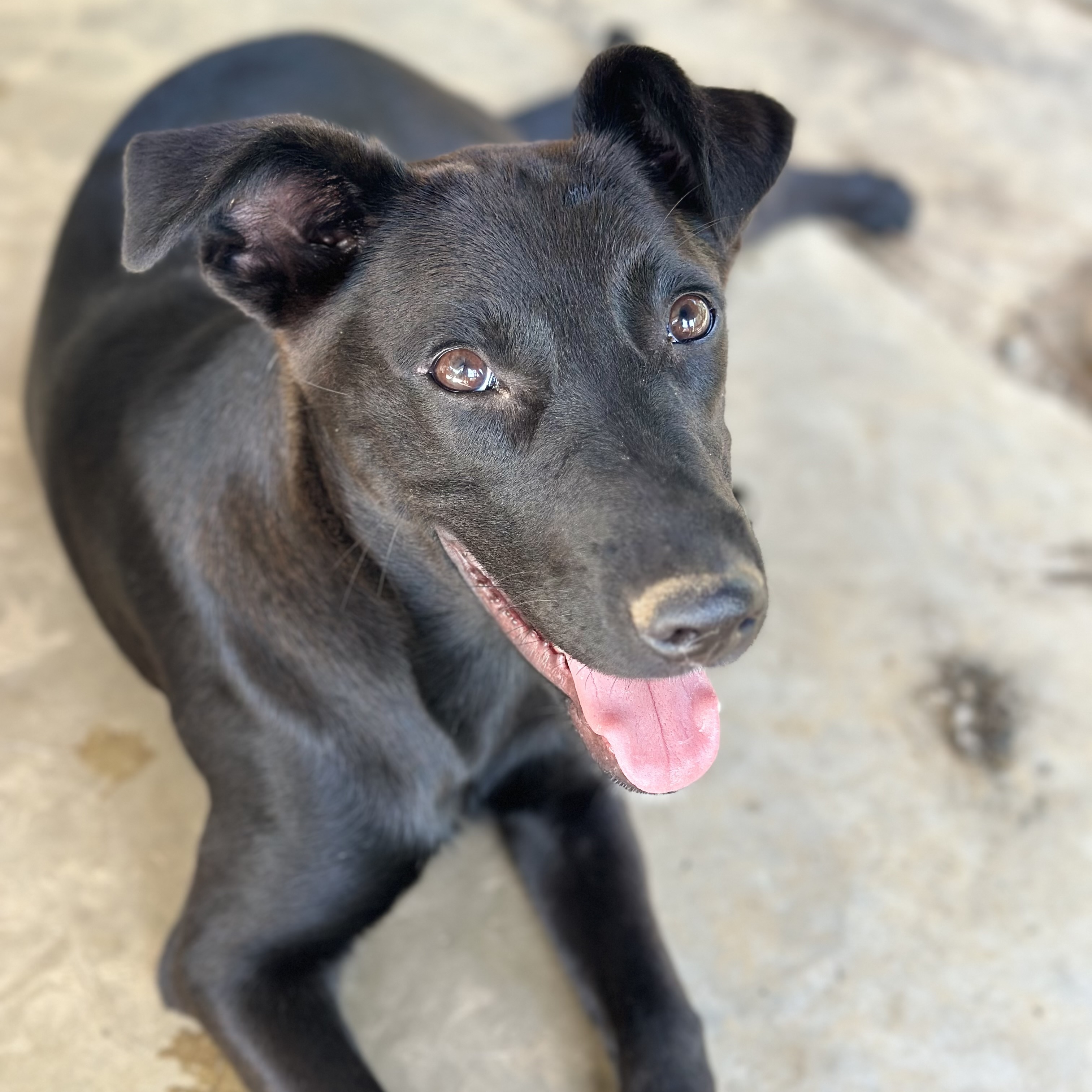 Dog for adoption Sunshine 250, a Black Labrador Retriever Mix in