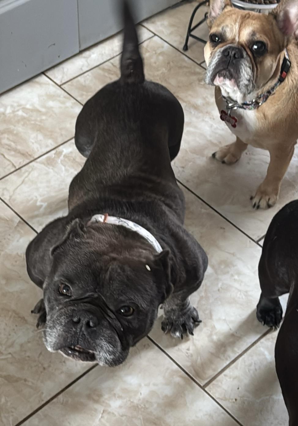 Stitch AMAZING BOY, ADOPTABLE, Adult Male American Bully.