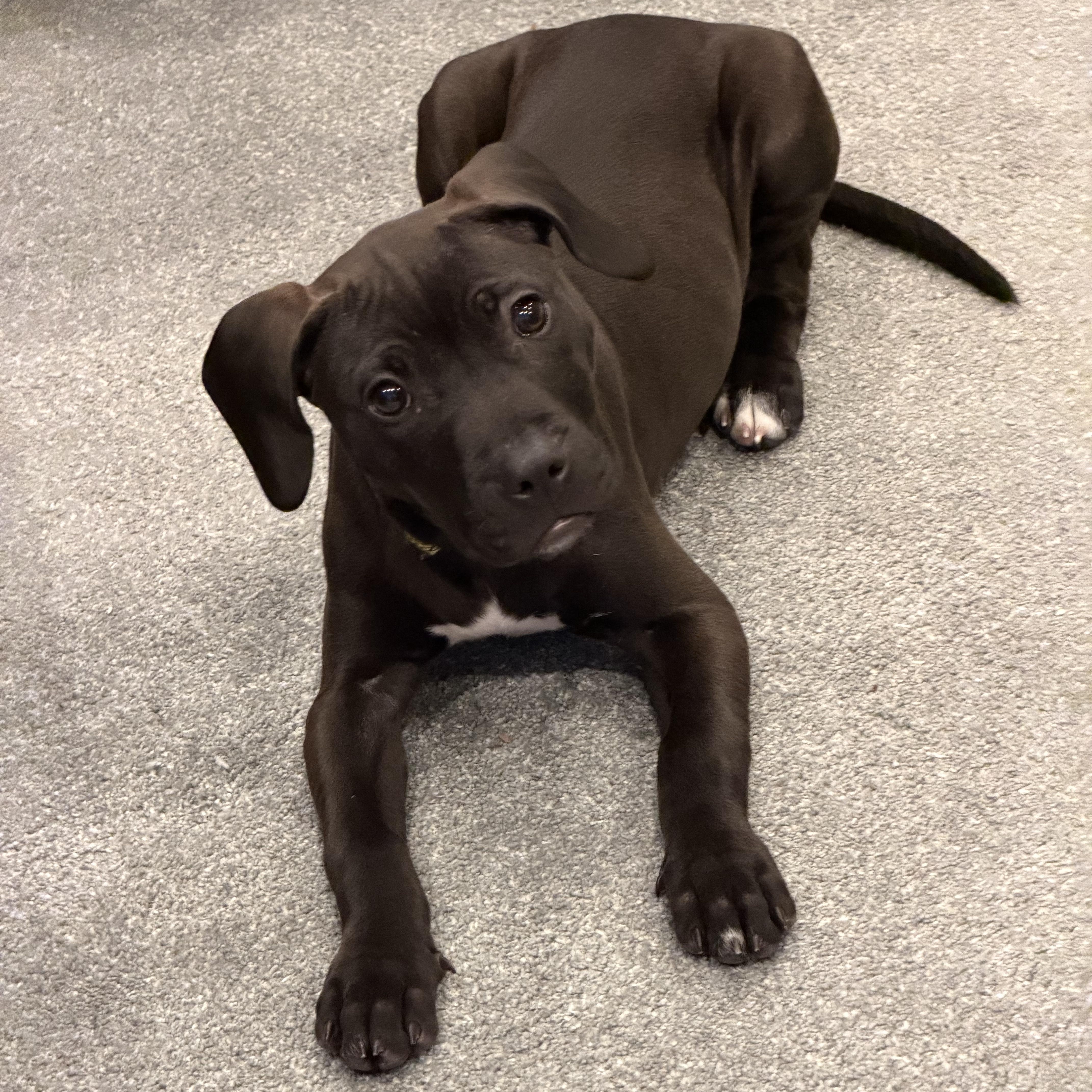 Enlarge Hummingbird, a ADOPTABLE mixed breed in Oceanport, NJ image 3/5