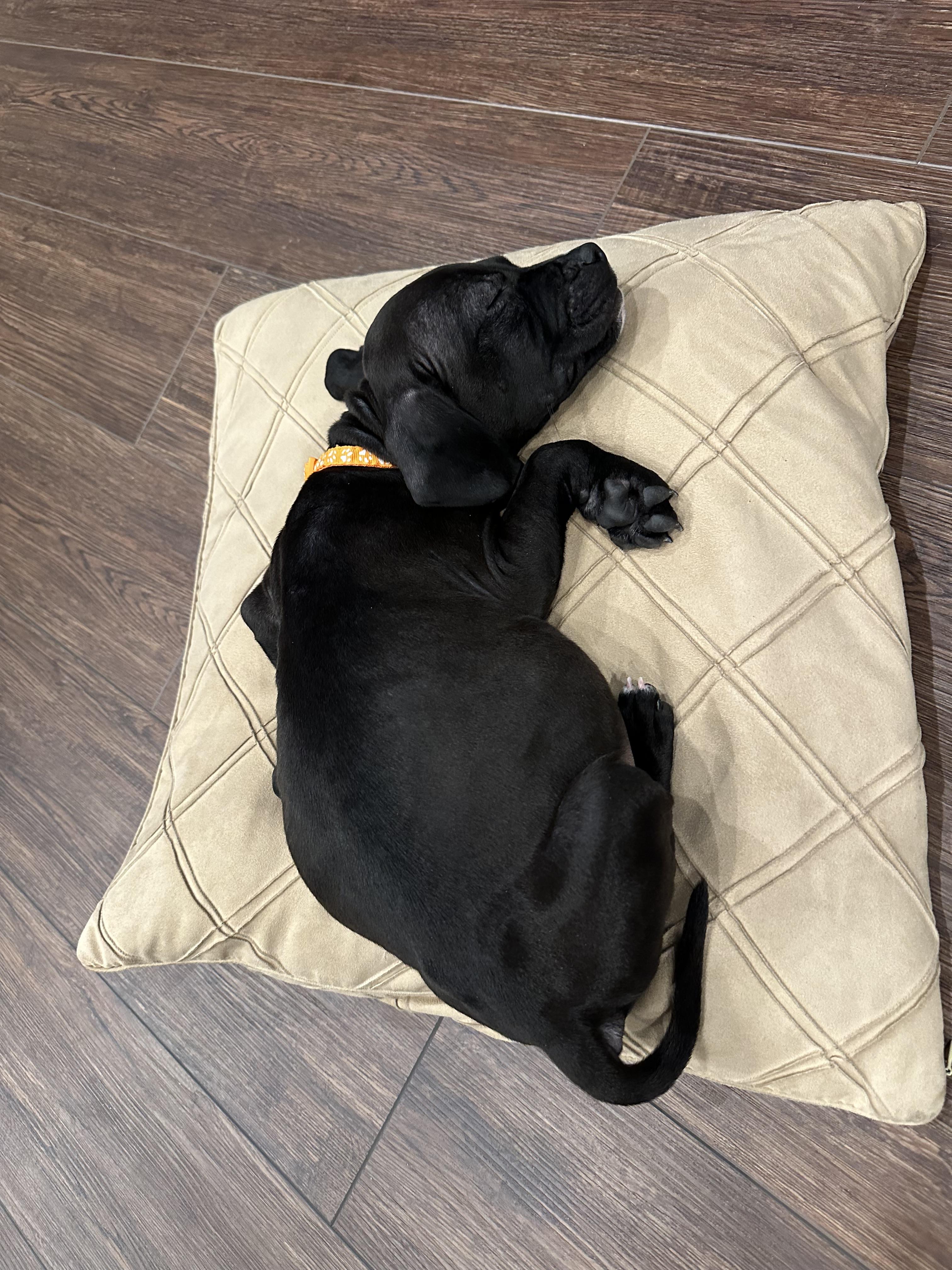 Enlarge Hummingbird, a ADOPTABLE mixed breed in Oceanport, NJ image 2/5