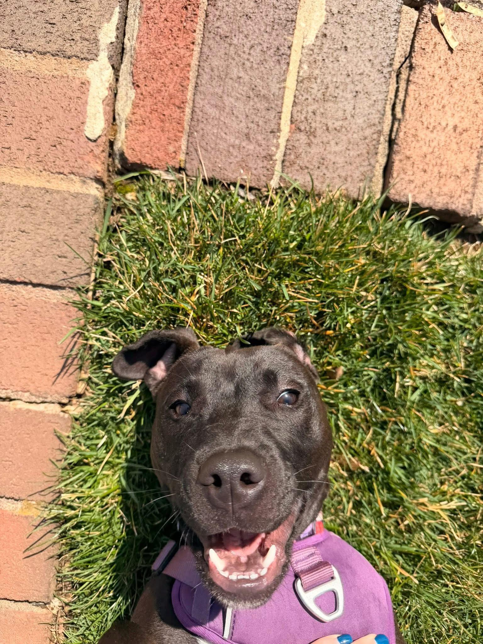 Enlarge Hummingbird, a ADOPTABLE mixed breed in Oceanport, NJ image 4/5