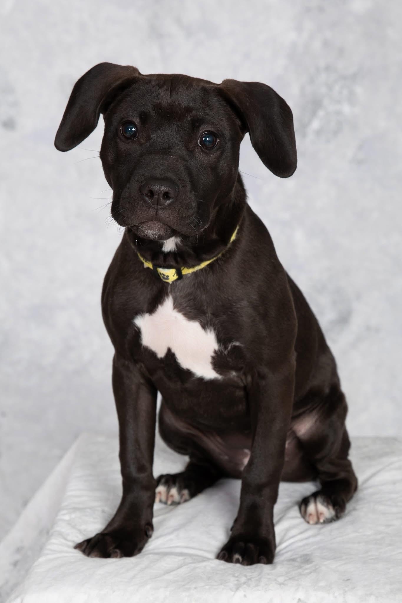 Enlarge Hummingbird, a ADOPTABLE mixed breed in Oceanport, NJ image 2/5