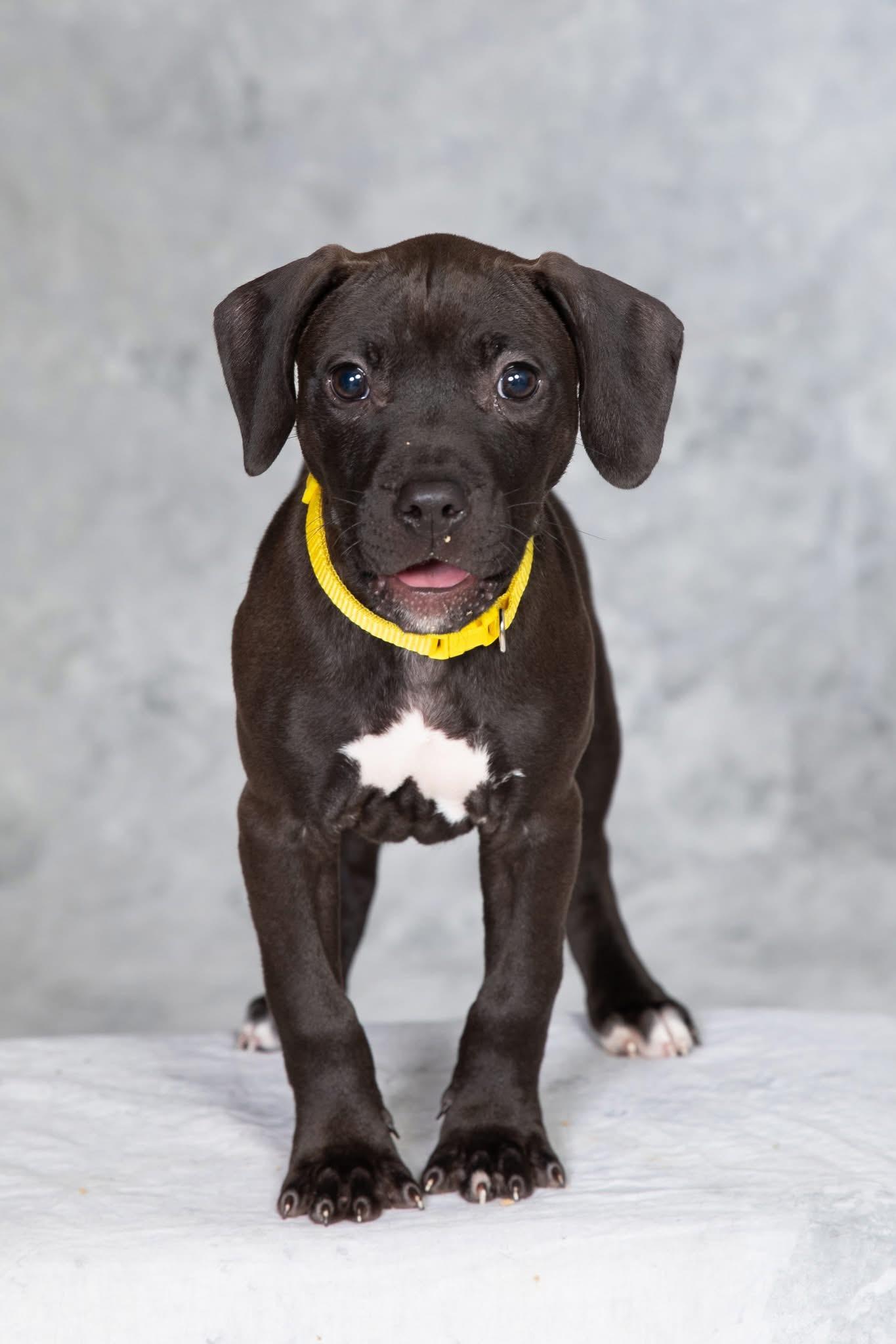 Hummingbird, ADOPTABLE, Puppy Female Pit Bull Terrier & American Staffordshire Terrier.
