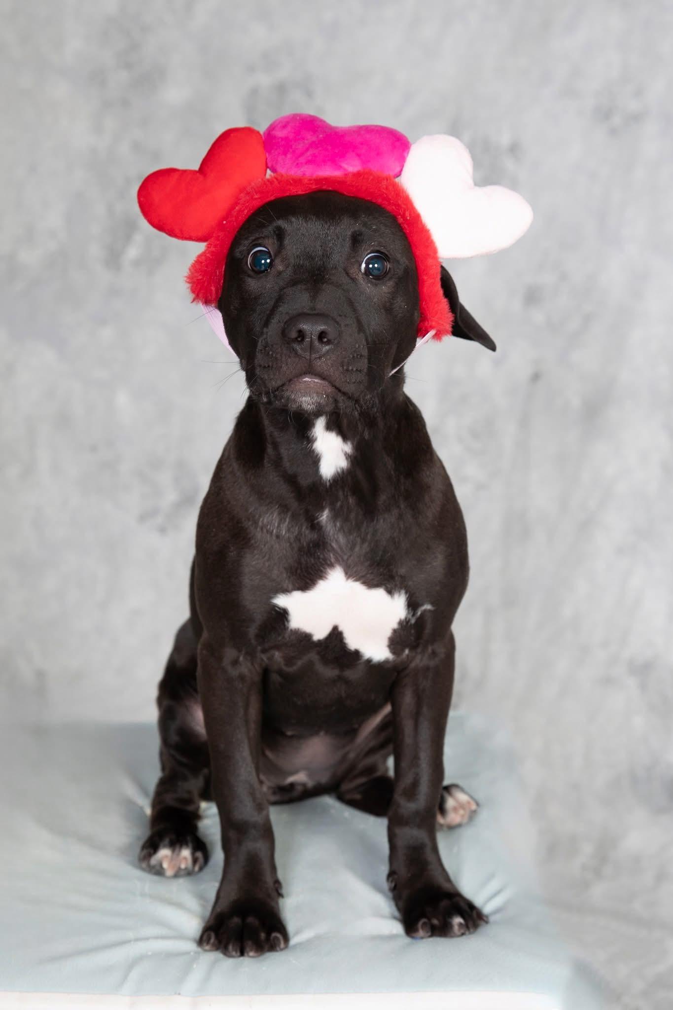 Hummingbird, ADOPTABLE, Young Female Pit Bull Terrier & American Staffordshire Terrier.